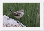 nuori sinirinta_Bluethroat_1064 * 800 x 528 * (304KB)